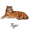 Tiger lying portrait, hand drawn doodle color sketch