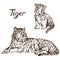 Tiger lying and Tiger cub, hand drawn doodle, sketch