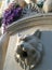 Tiger marble sculpture in palace garden