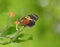 Tiger mimic butterfly feeding on pink wild flowers