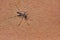 Tiger mosquito