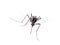 Tiger mosquito, Aedes albopictus. Advancing!
