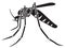 Tiger mosquito insect vector illustration