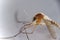 Tiger mosquito specimen in the foreground