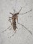 Tiger mosquito specimen in the foreground