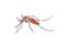 tiger mosquito on white background - 3d rendering