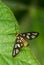 Tiger Moth Macro