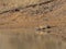 Tiger Mother and cub drinking water at Tadoba Tiger reserve Maharashtra,India