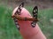 tiger moths mate and perch on fingers