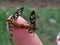 tiger moths mate and perch on fingers