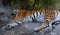 tiger muzzle face close up when he sleeps animal protection