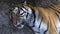 tiger muzzle face close up when he sleeps animal protection