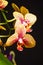 Tiger orchid, bouquet of orchids, water drops on petals