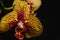 Tiger orchid, bouquet of orchids, water drops on petals