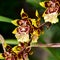 Tiger orchid flower