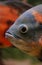Tiger Oscar Fish, astronotus ocellatus, Adult, Close-up of Head