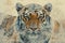 A tiger overlaid with the intricate patterns of a mandala design in a double exposure