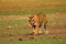 Tiger- Pacman, Panthera tigris, Ranthambhore Tiger Reserve, Rajasthan