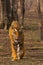 Tiger- Pacman, Panthera tigris, Ranthambhore Tiger Reserve, Rajasthan