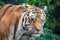 Tiger - Panthera tigris - close up portrait