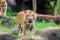 The tiger Panthera tigris is the largest cat species