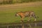 Tiger, Panthera tigris tigris, Pacman, Ranthambhore Tiger Reserve, Rajasthan