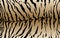 Tiger pattern design, vector illustration background. Texture stripes