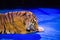 Tiger performs tricks in the circus arena