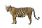 Tiger pictures on white background have different verbs