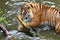 Tiger play in water