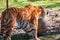 Tiger playing with a ball in an enclosure at the John Ball Zoo