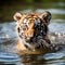 a tiger playing in a lake and it is wet from the sun