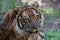 Tiger portrait with a blurred, artistic background