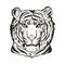 Tiger portrait in closeup isolated  illustration sketch. Monochrome hand drawn panthera tigris, wild cat of large size.