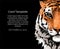 Tiger portrait illustration template. Wild cat head detailed drawing. Majestic predator bengal art with copy space