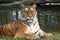 Tiger Portrait - Resting/Laying Down