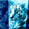 Tiger poster wildlife safari wallpaper .