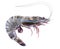 Tiger prawn isolated