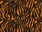 Tiger print Fur texture, carpet animal skin background, black and orange theme color, look smooth, fashion clothes.