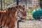 Tiger prowling around its enclosure at the John Ball Zoo