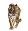 Tiger prowling, big cat, isolated