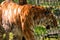 Tiger prowling in its enclosure on a sunny summer day