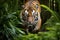 a tiger prowling through a jungle