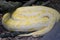 Tiger python albino (Python molurus Linnaeus var. albino) in a t