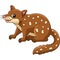 Tiger Quoll Animal Cartoon Colored Clipart