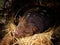 Tiger quoll - Dasyurus maculatus  also spotted-tail quoll, the spotted quoll, the spotted-tail dasyure or the tiger cat, is a