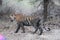 Tiger in Ranthambhore wild life sanctuary