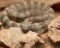 Tiger Rattlesnake Coiled in a pit of rocks