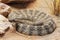 Tiger Rattlesnake native to Sonoran Desert south central Arizona, Mexico