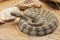 Tiger Rattlesnake native to Sonoran Desert south central Arizona, Mexico